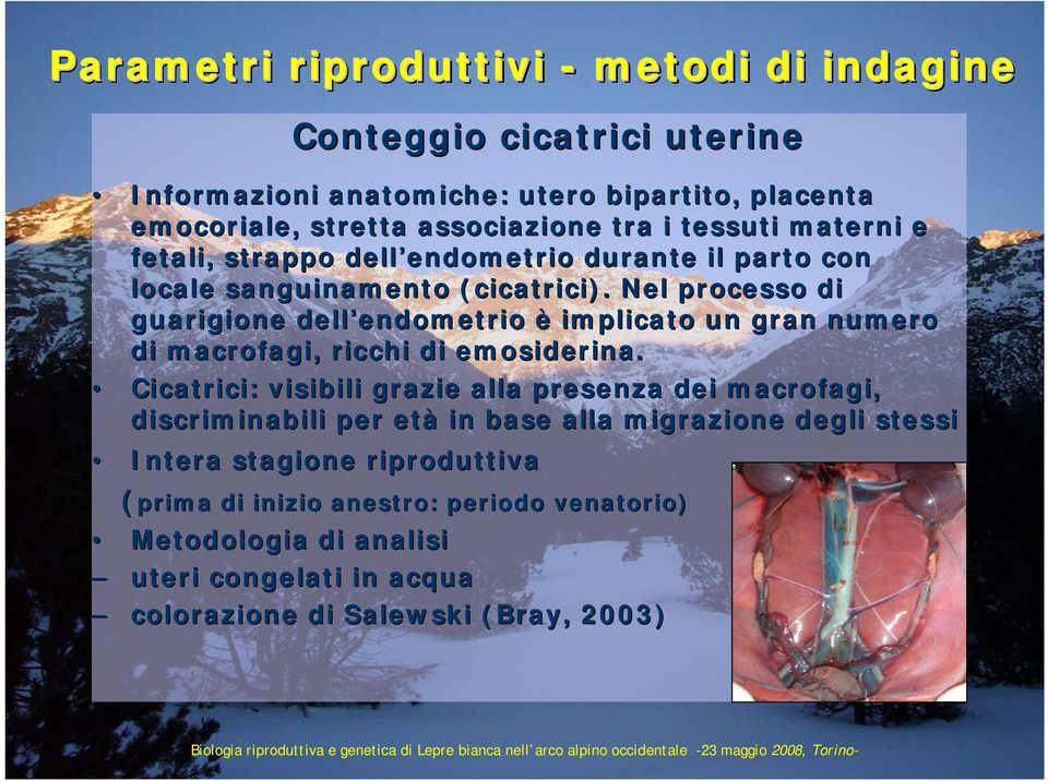 Nel processo di guarigione dell endometrio endometrio è implicato un gran numero di macrofagi,, ricchi di emosiderina.