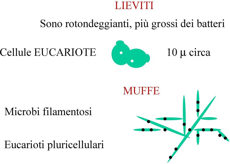 EUCARIOTE 10 µ circa MUFFE