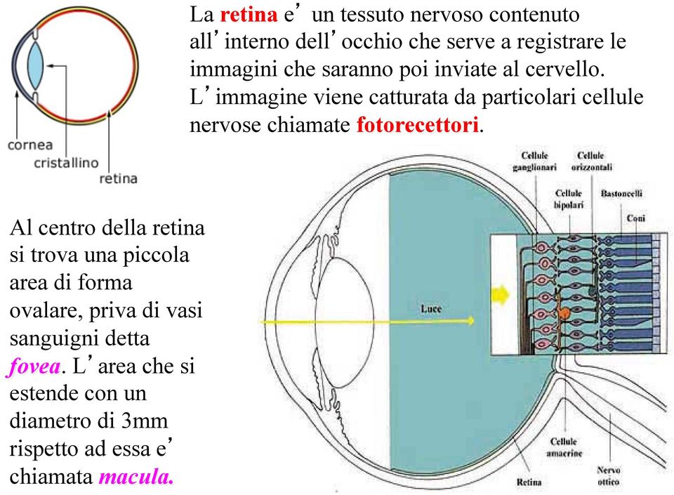 La retina e un tessuto nervoso contenuto all interno dell occhio che serve a registrare le immagini