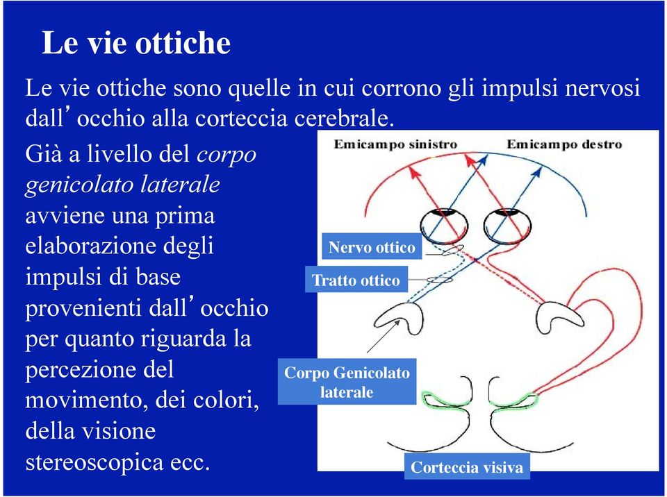 Già a livello del corpo genicolato laterale avviene una prima elaborazione degli impulsi di base