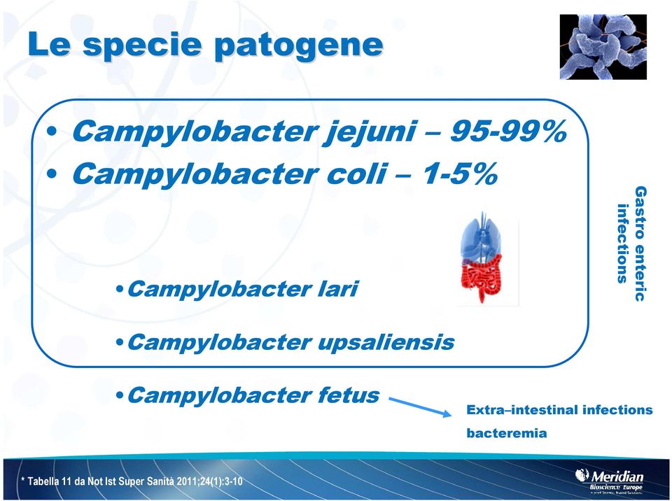 Campylobacter upsaliensis Campylobacter fetus Extra intestinal