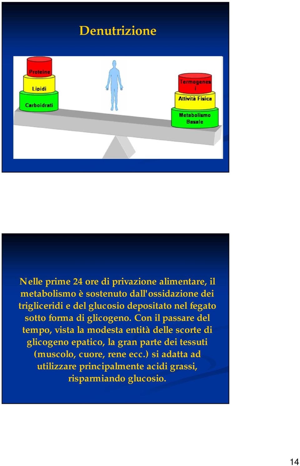 Con il passare del tempo, vista la modesta entità delle scorte di glicogeno epatico, la gran parte