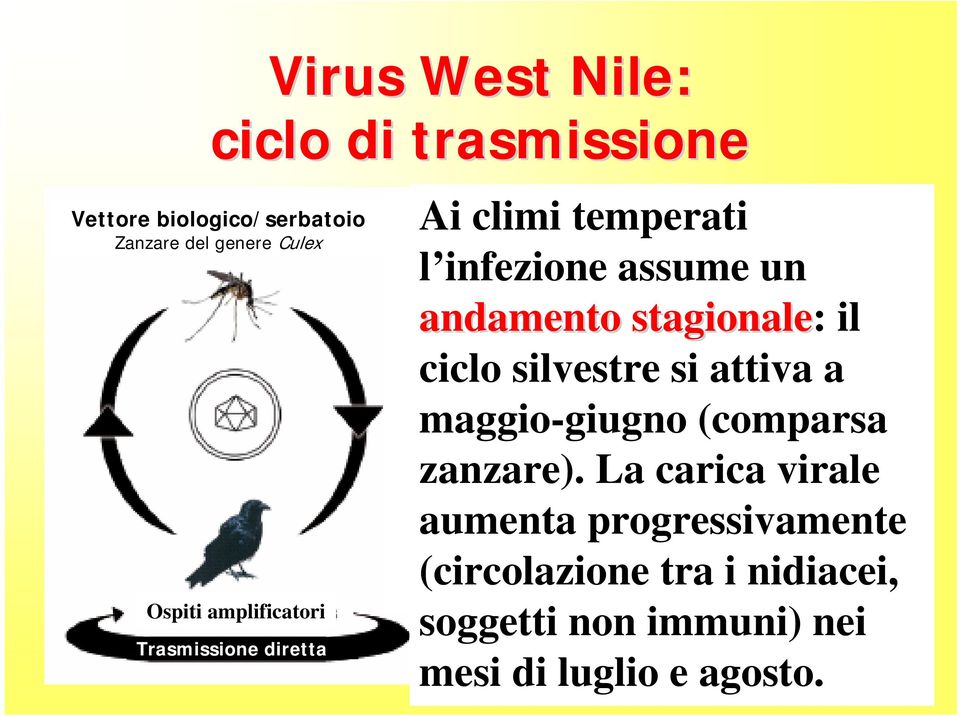 stagionale: il ciclo silvestre si attiva a maggio-giugno (comparsa zanzare).