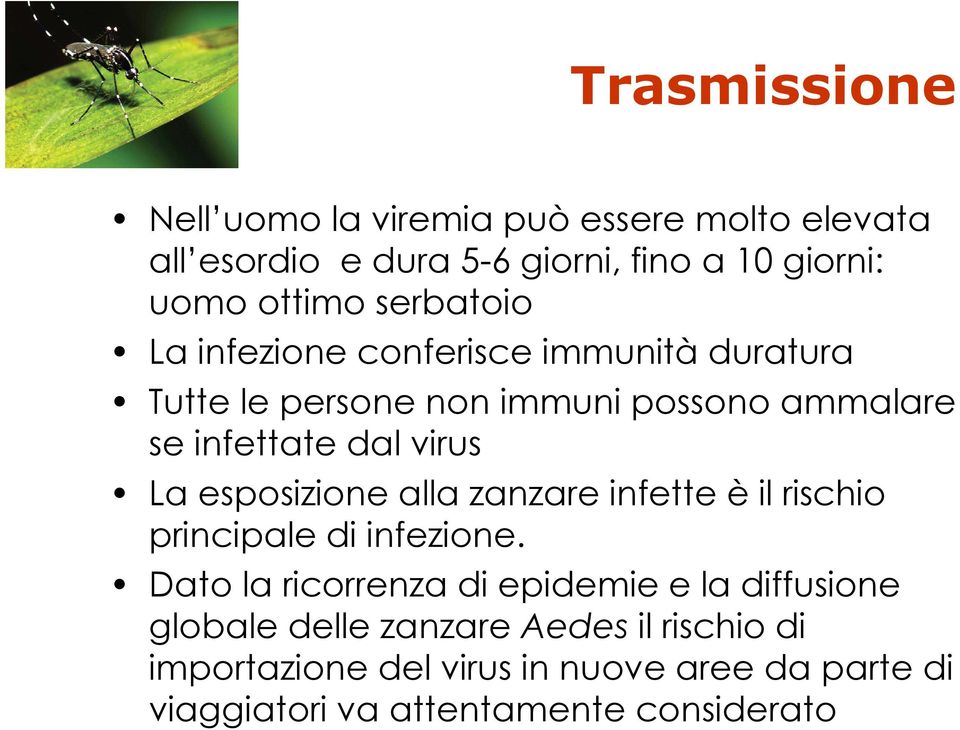 esposizione alla zanzare infette è il rischio principale di infezione.