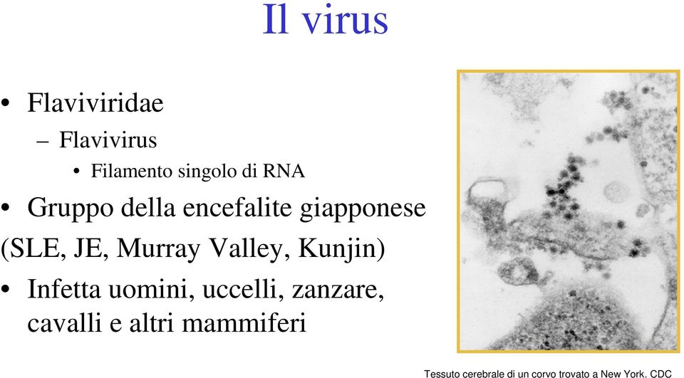 Kunjin) Infetta uomini, uccelli, zanzare, cavalli e altri