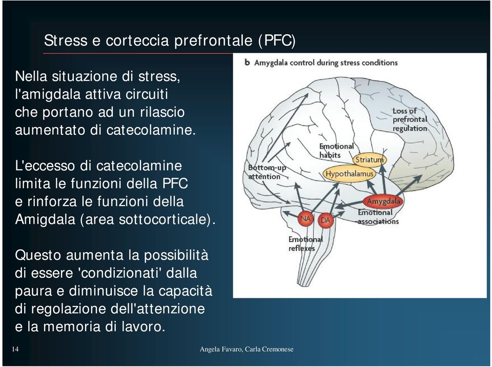 L'eccesso di catecolamine limita le funzioni della PFC e rinforza le funzioni della Amigdala (area