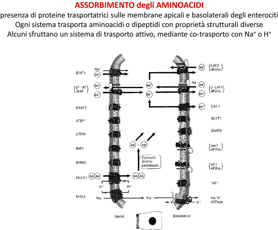 aminoacidi o dipeptidi con proprietà strutturali diverse Alcuni