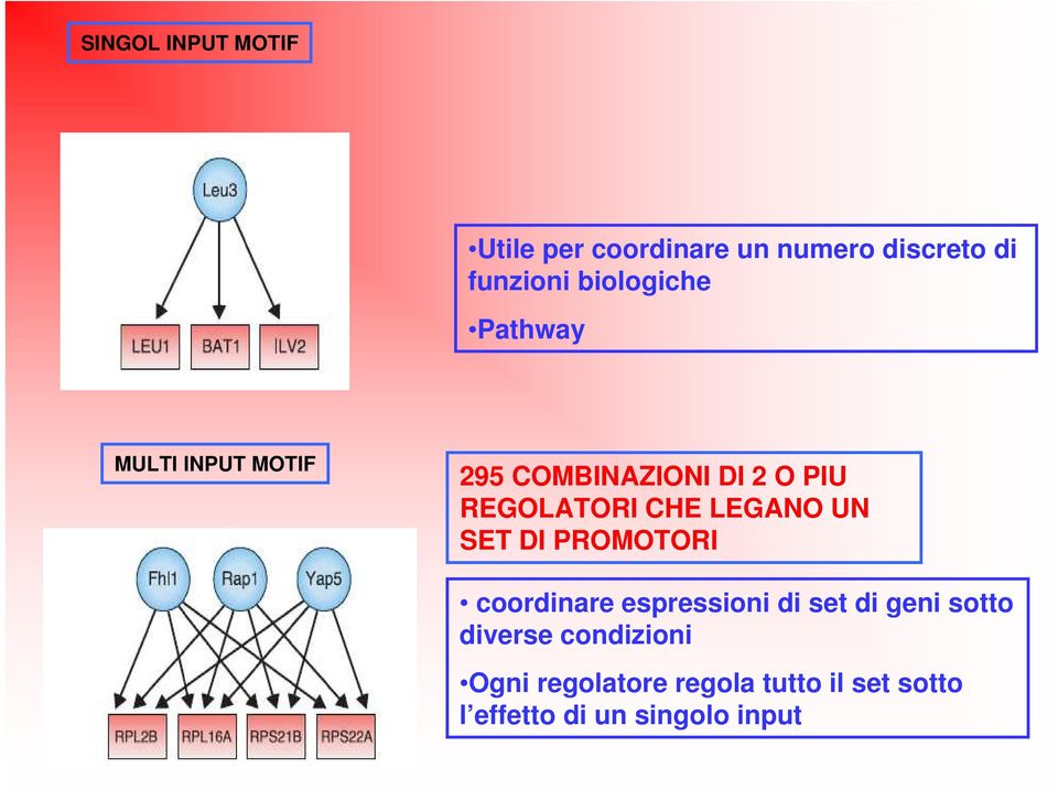 CHE LEGANO UN SET DI PROMOTORI coordinare espressioni di set di geni sotto