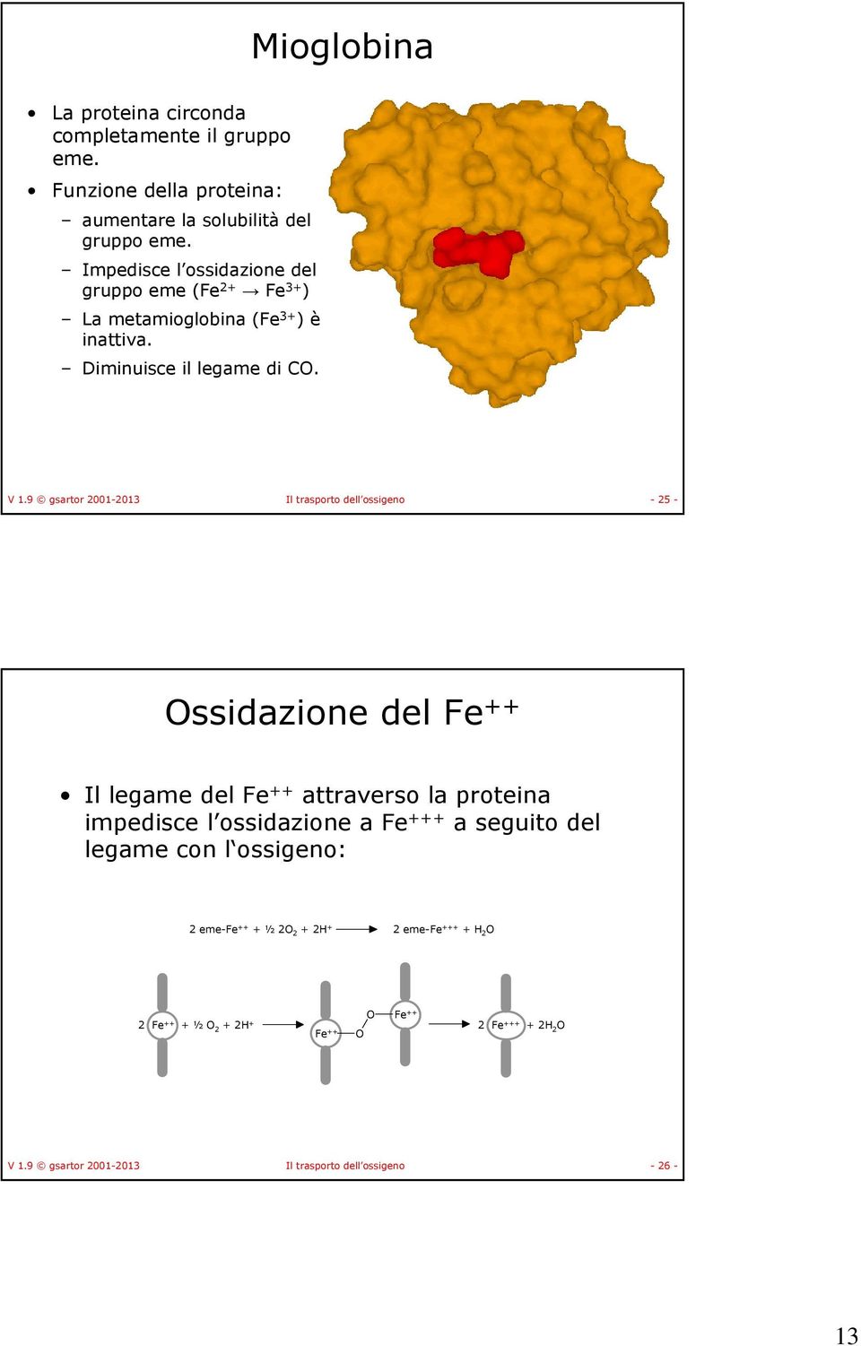 9 gsartor 2001-2013 Il trasporto dell ossigeno - 25 - Ossidazione del Fe ++ Il legame del Fe ++ attraverso la proteina impedisce l ossidazione a Fe