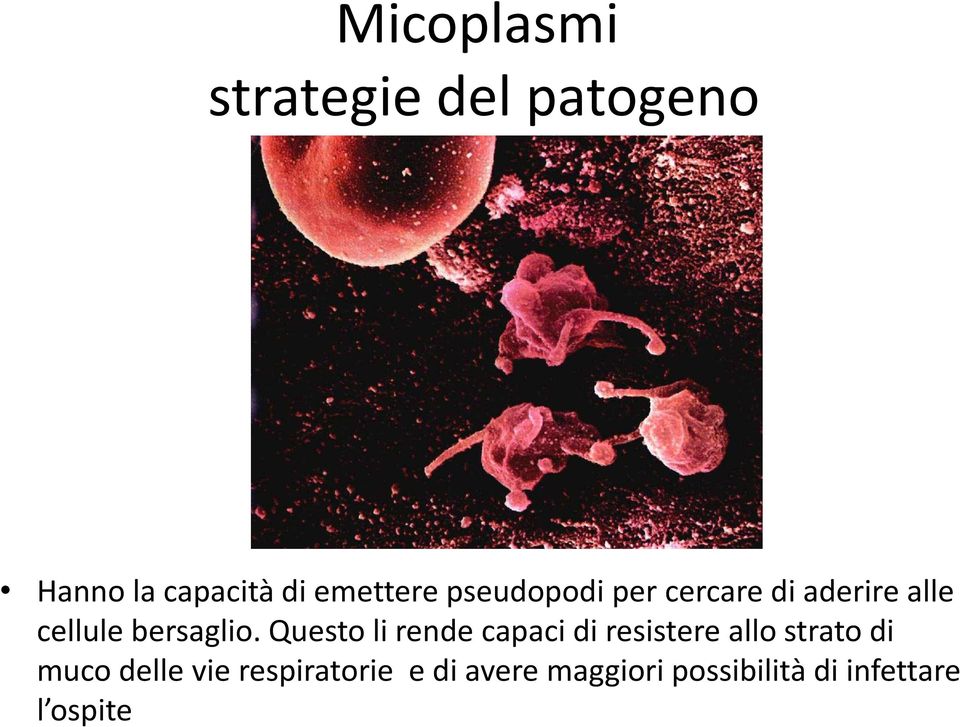 Questo li rende capaci di resistere allo strato di muco delle