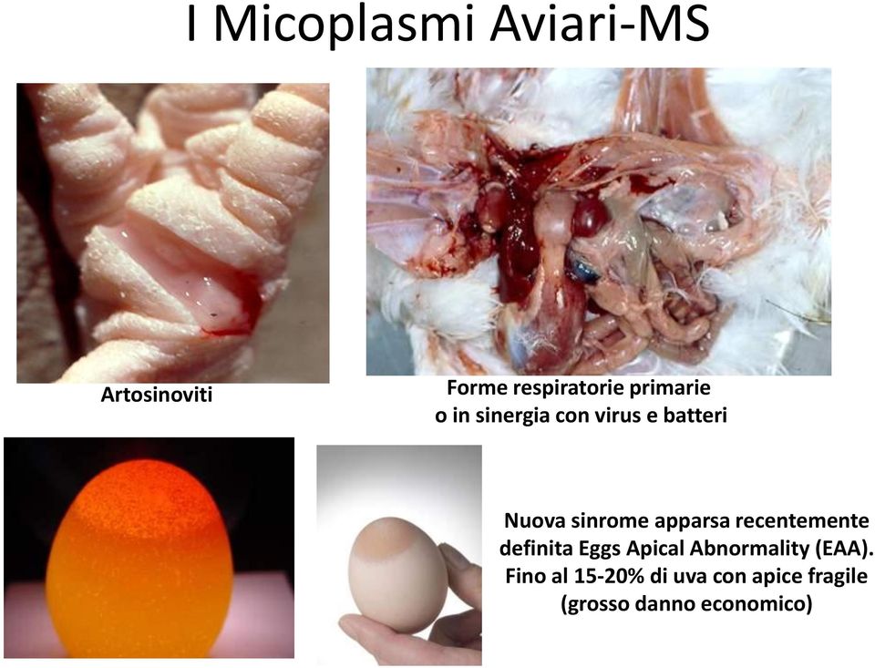 apparsa recentemente definita Eggs Apical Abnormality (EAA).