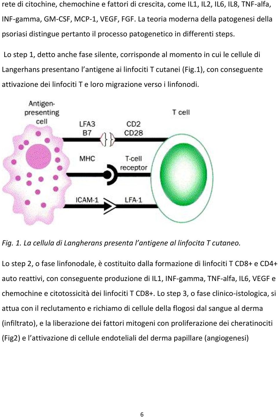 Lo step 1, detto anche fase silente, corrisponde al momento in cui le cellule di Langerhans presentano l antigene ai linfociti T cutanei (Fig.