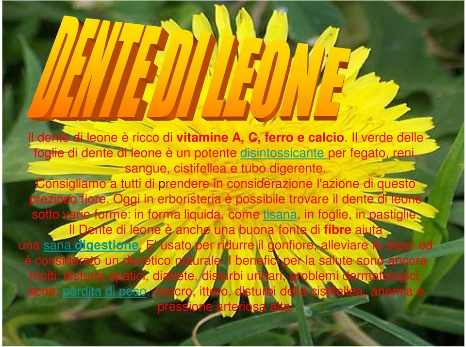 Oggi in erboristeria è possibile trovare il dente di leone sotto varie forme: in forma liquida, come tisana, in foglie, in pastiglie.