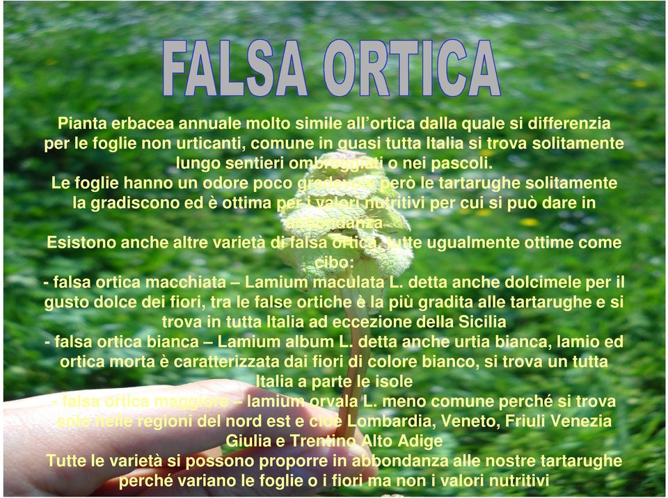 tutte ugualmente ottime come cibo: - falsa ortica macchiata Lamium maculata L.