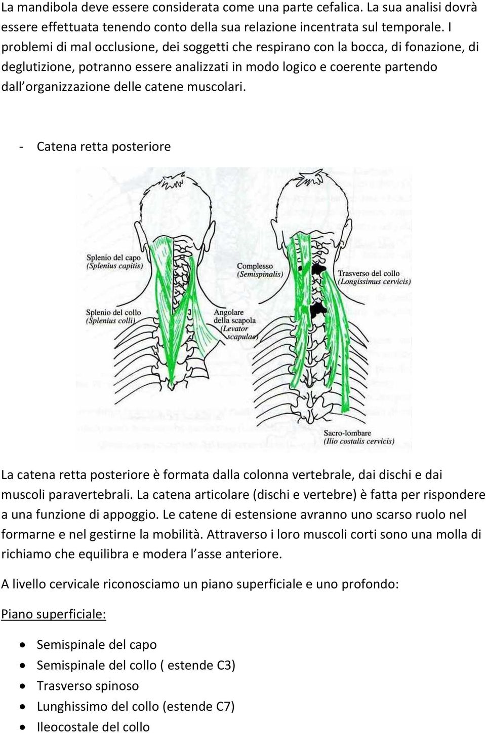 muscolari. Catena retta posteriore La catena retta posteriore è formata dalla colonna vertebrale, dai dischi e dai muscoli paravertebrali.