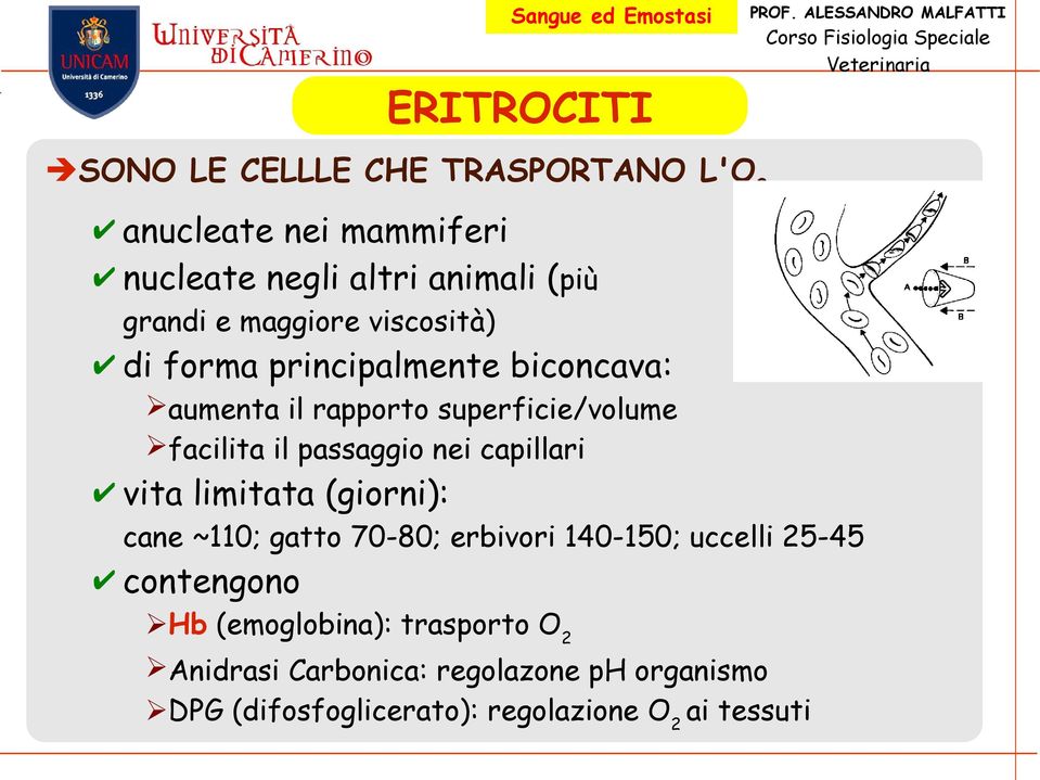 nei capillari vita limitata (giorni): cane ~110; gatto 70-80; erbivori 140-150; uccelli 25-45 contengono Hb