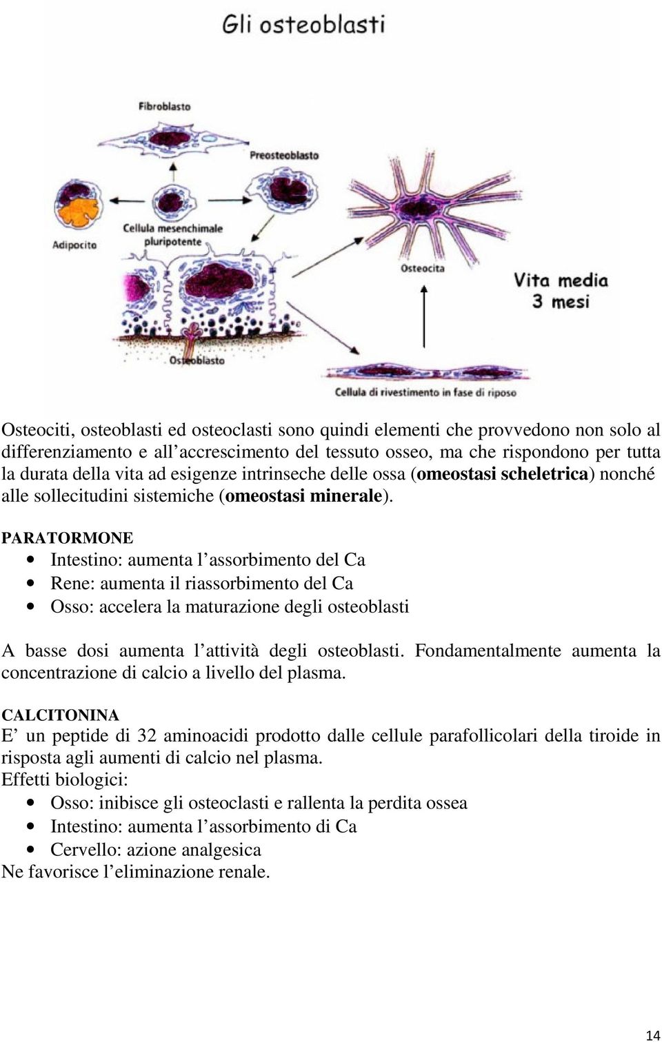 PARATORMONE Intestino: aumenta l assorbimento del Ca Rene: aumenta il riassorbimento del Ca Osso: accelera la maturazione degli osteoblasti A basse dosi aumenta l attività degli osteoblasti.