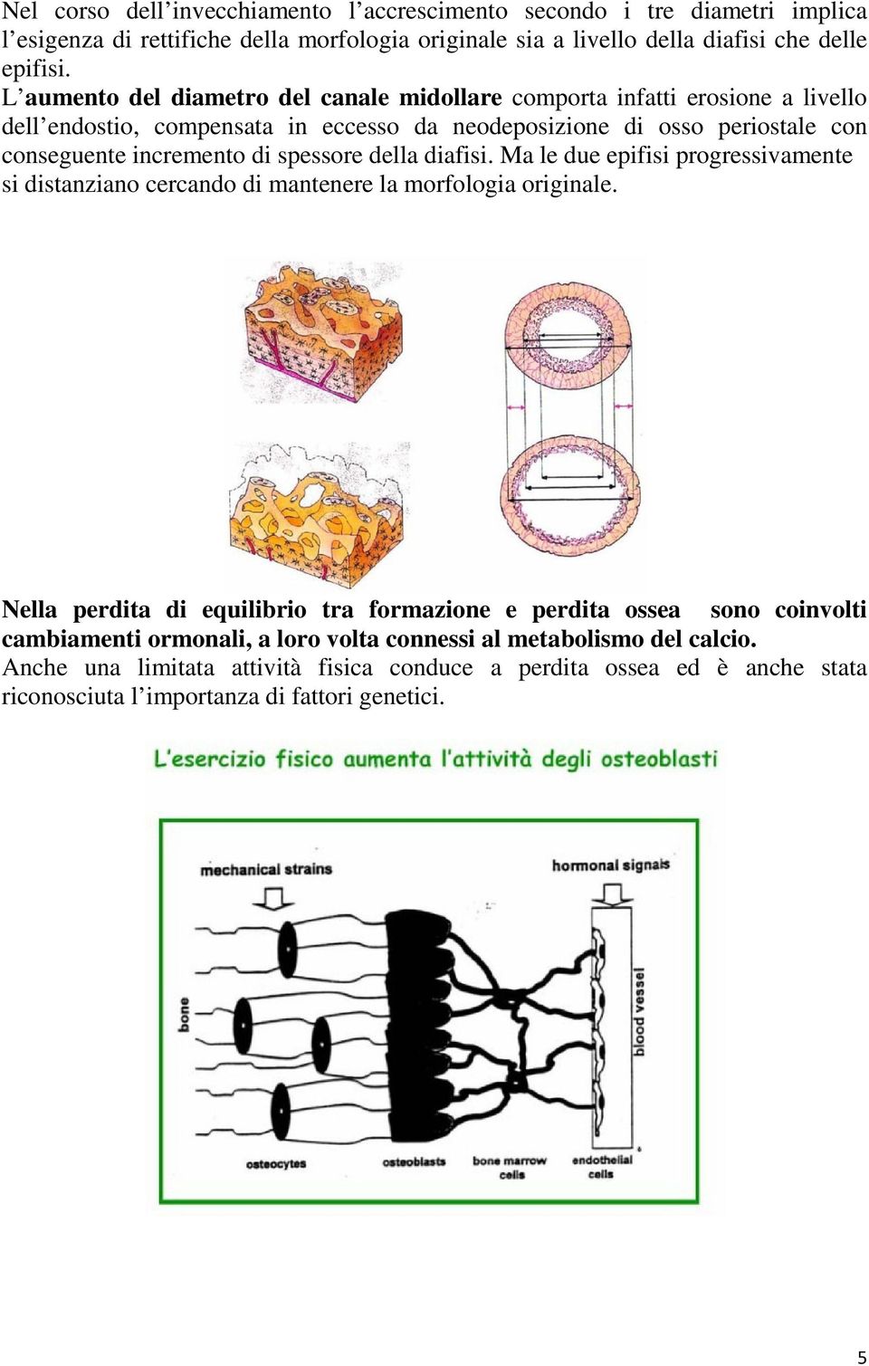 spessore della diafisi. Ma le due epifisi progressivamente si distanziano cercando di mantenere la morfologia originale.