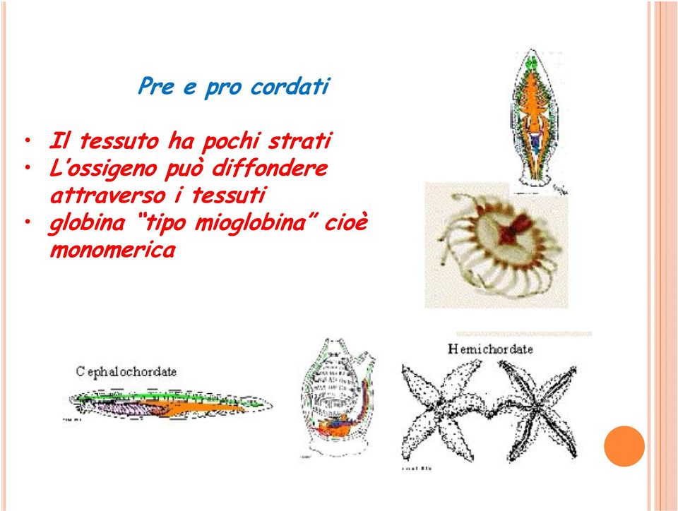 diffondere attraverso i tessuti