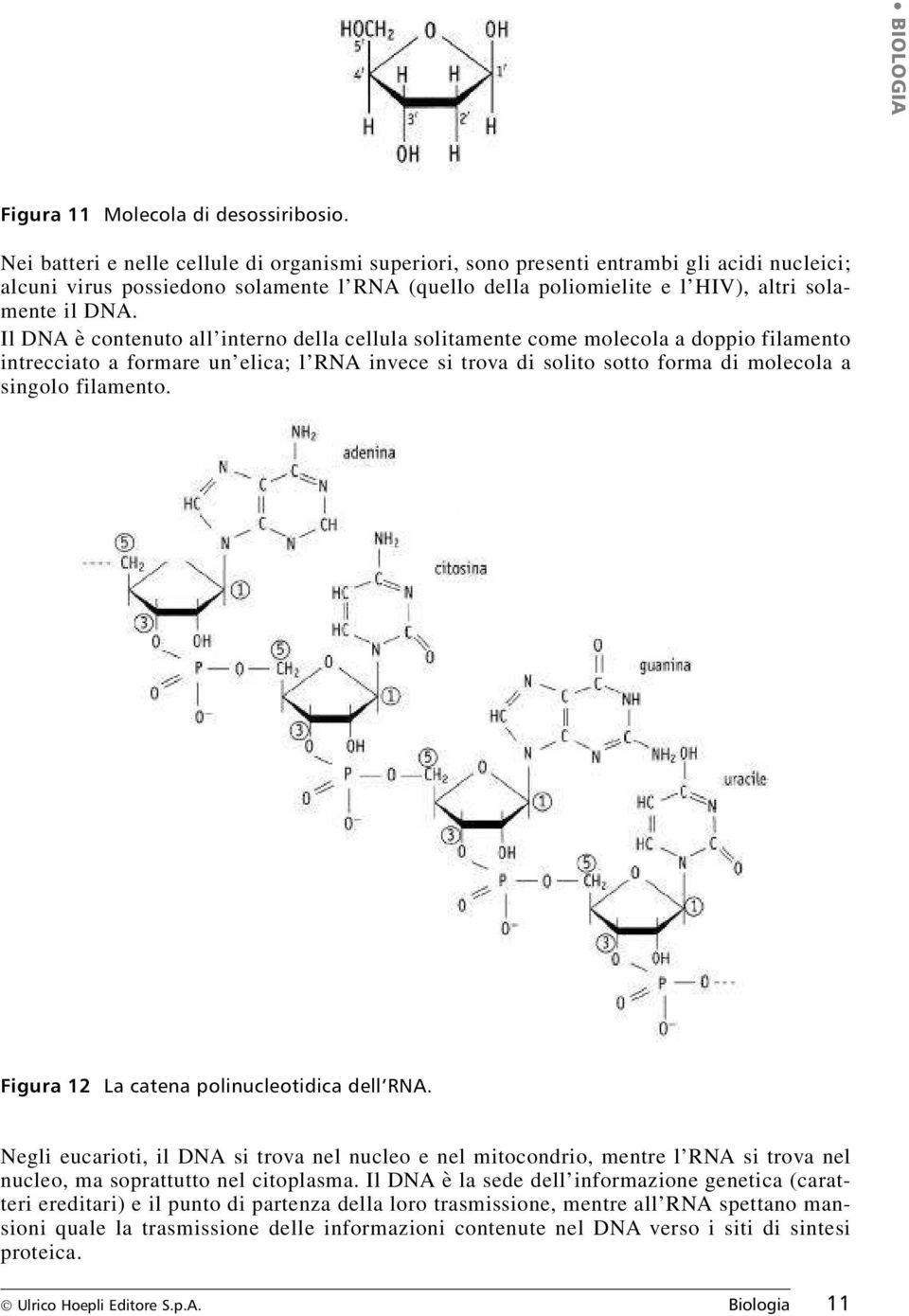 Il DNA è contenuto all interno della cellula solitamente come molecola a doppio filamento intrecciato a formare un elica; l RNA invece si trova di solito sotto forma di molecola a singolo filamento.