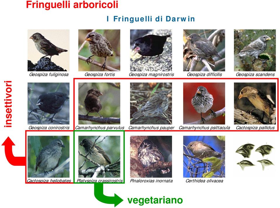 Camarhynchus parvulus Camarhynchus pauper Camarhynchus psittacula Cactospiza pallidus