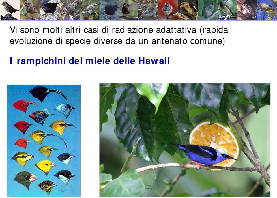 evoluzione di specie diverse da un