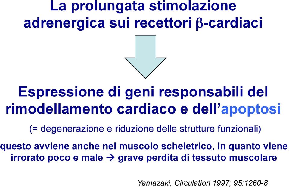 delle strutture funzionali) questo avviene anche nel muscolo scheletrico, in quanto