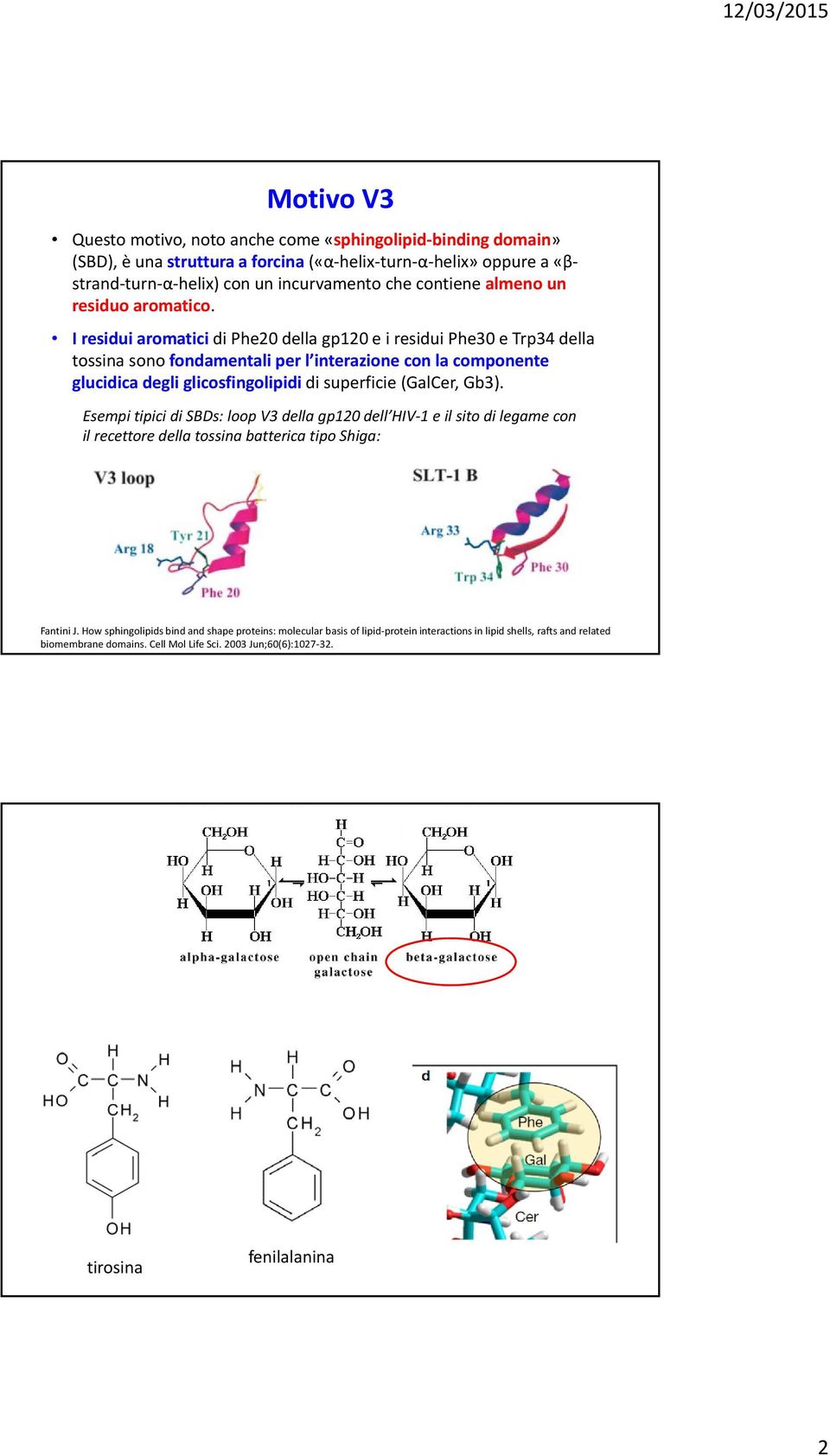 I residui aromatici di Phe20 della gp120 e i residui Phe30 e Trp34 della tossina sono fondamentali per l interazione con la componente glucidica degli glicosfingolipidi di superficie (GalCer,