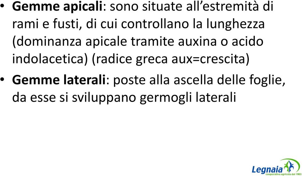 acido indolacetica) (radice greca aux=crescita) Gemme laterali: