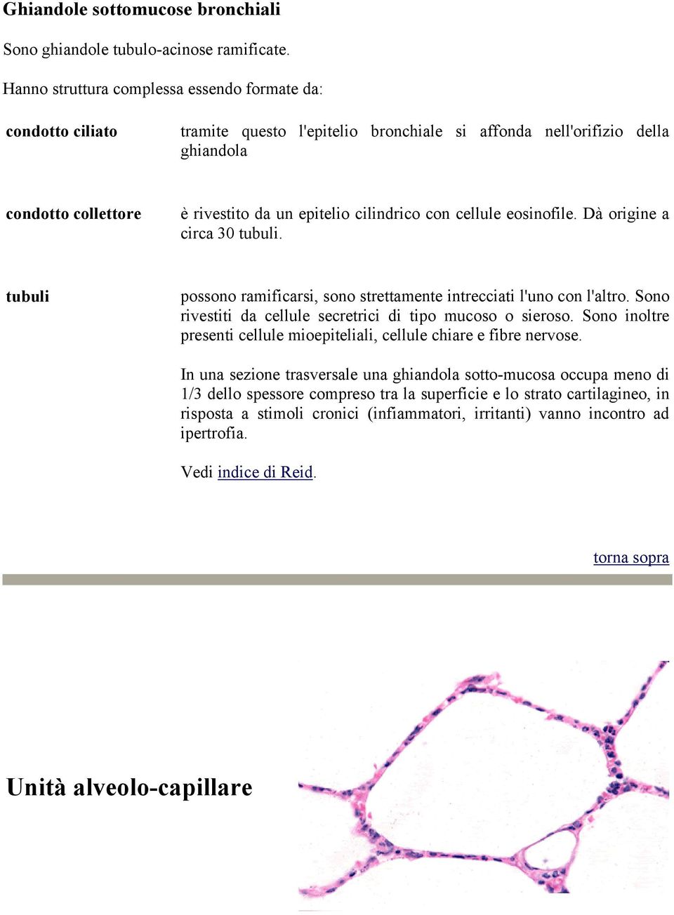 con cellule eosinofile. Dà origine a circa 30 tubuli. tubuli possono ramificarsi, sono strettamente intrecciati l'uno con l'altro. Sono rivestiti da cellule secretrici di tipo mucoso o sieroso.