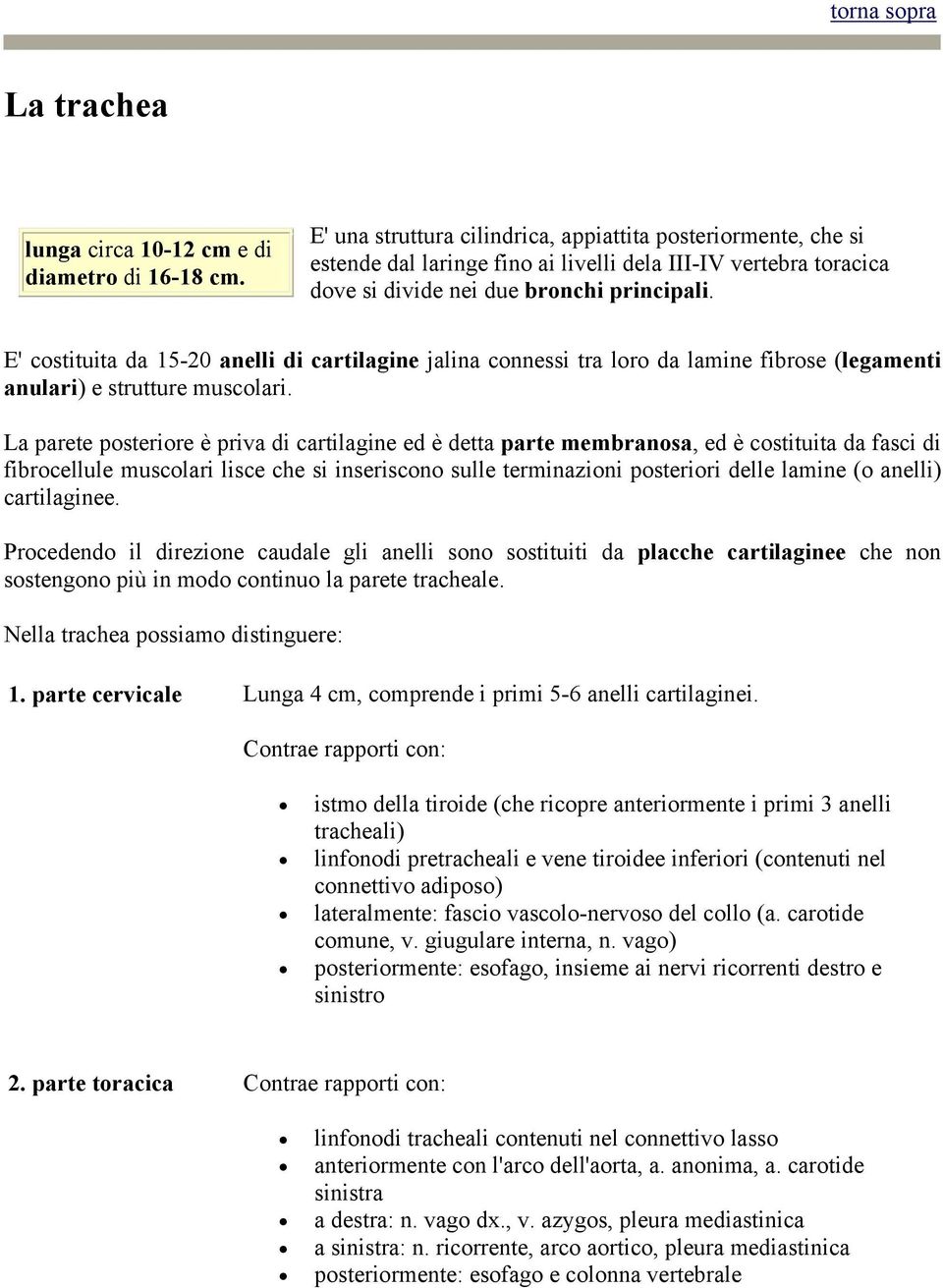 E' costituita da 15-20 anelli di cartilagine jalina connessi tra loro da lamine fibrose (legamenti anulari) e strutture muscolari.