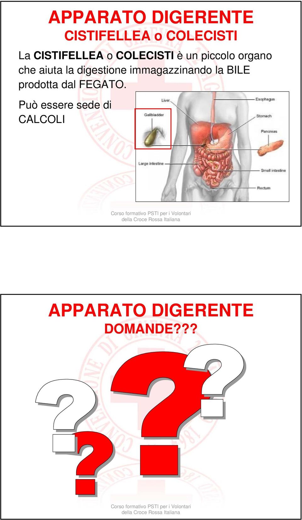 la digestione immagazzinando la BILE prodotta dal