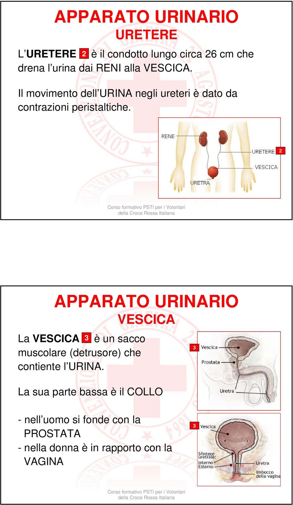 2 APPARATO URINARIO VESCICA La VESCICA 3 è un sacco muscolare (detrusore) che contiente l URINA.