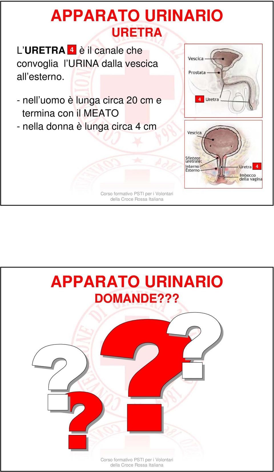 - nell uomo è lunga circa 20 cm e termina con il MEATO