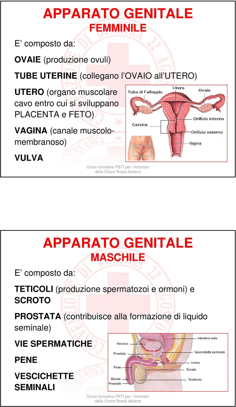 muscolomembranoso) VULVA APPARATO GENITALE MASCHILE E composto da: TETICOLI (produzione spermatozoi e