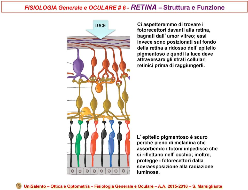 attraversare gli strati cellulari retinici prima di raggiungerli.