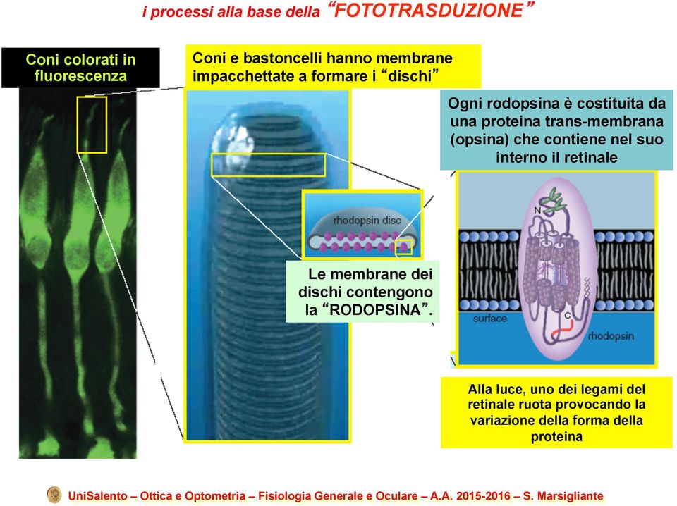 trans-membrana (opsina) che contiene nel suo interno il retinale Le membrane dei dischi contengono