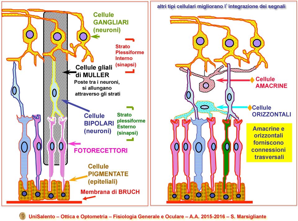 Cellule PIGMENTATE (epiteliali) Strato Plessiforme Interno (sinapsi) Strato plessiforme Esterno (sinapsi)