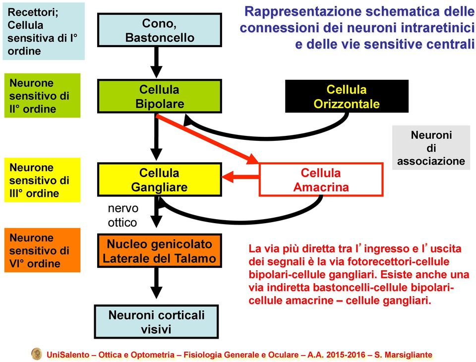 genicolato Laterale del Talamo Neuroni corticali visivi Cellula Orizzontale Cellula Amacrina Neuroni di associazione La via più diretta tra l ingresso e l