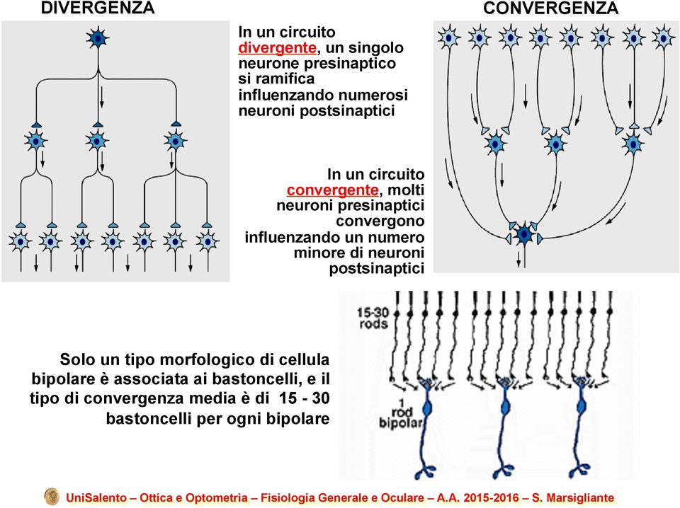 convergono influenzando un numero minore di neuroni postsinaptici Solo un tipo morfologico di