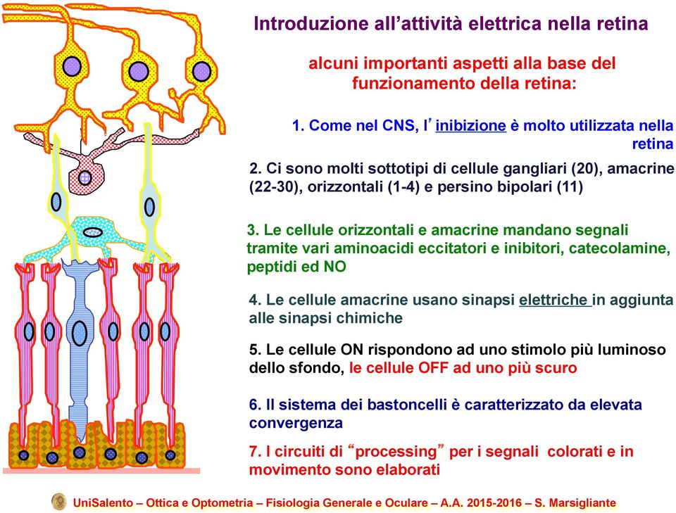 Le cellule orizzontali e amacrine mandano segnali tramite vari aminoacidi eccitatori e inibitori, catecolamine, peptidi ed NO 4.