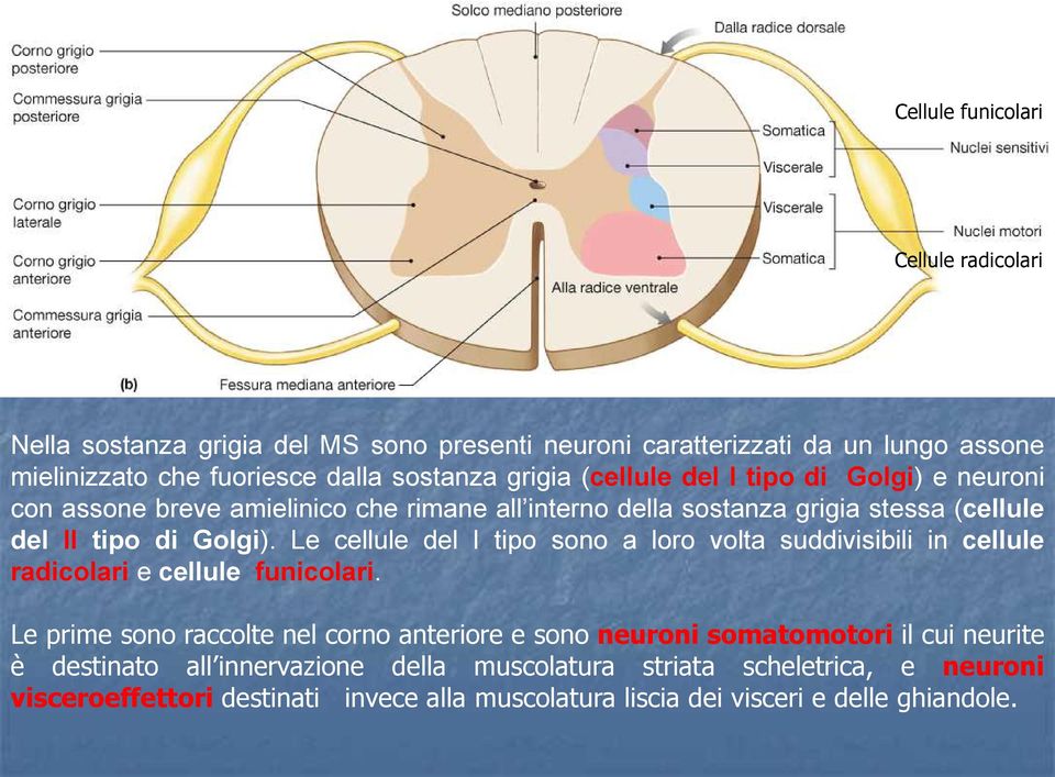 Le cellule del I tipo sono a loro volta suddivisibili in cellule radicolari e cellule funicolari.