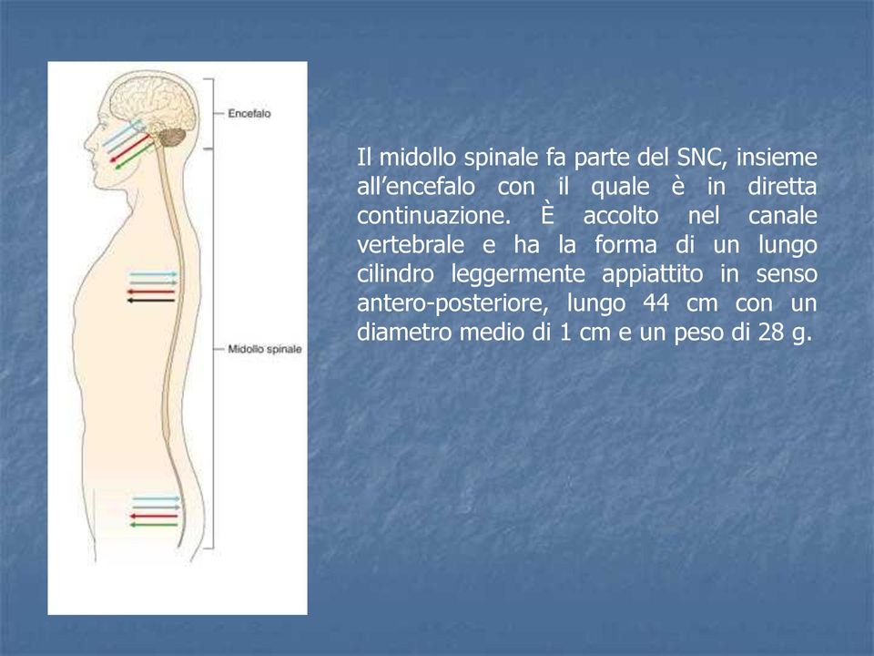 È accolto nel canale vertebrale e ha la forma di un lungo cilindro