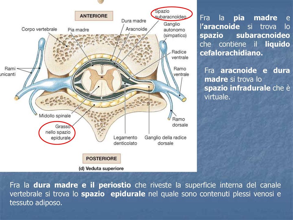 Fra aracnoide e dura madre si trova lo spazio infradurale che è virtuale.