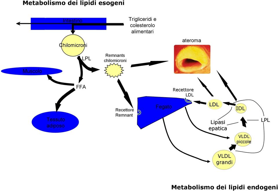 Recettore LDL Tessuto adiposo Recettore Remnant Fegato LDL Lipasi