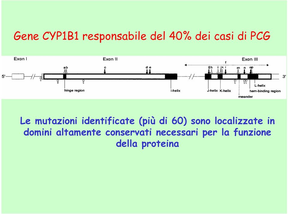 60) sono localizzate in domini altamente