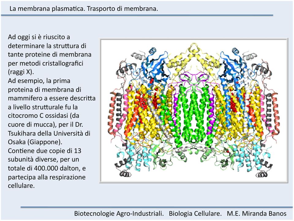 Ad esempio, la prima proteina di membrana di mammifero a essere descri=a a livello stru=urale fu la