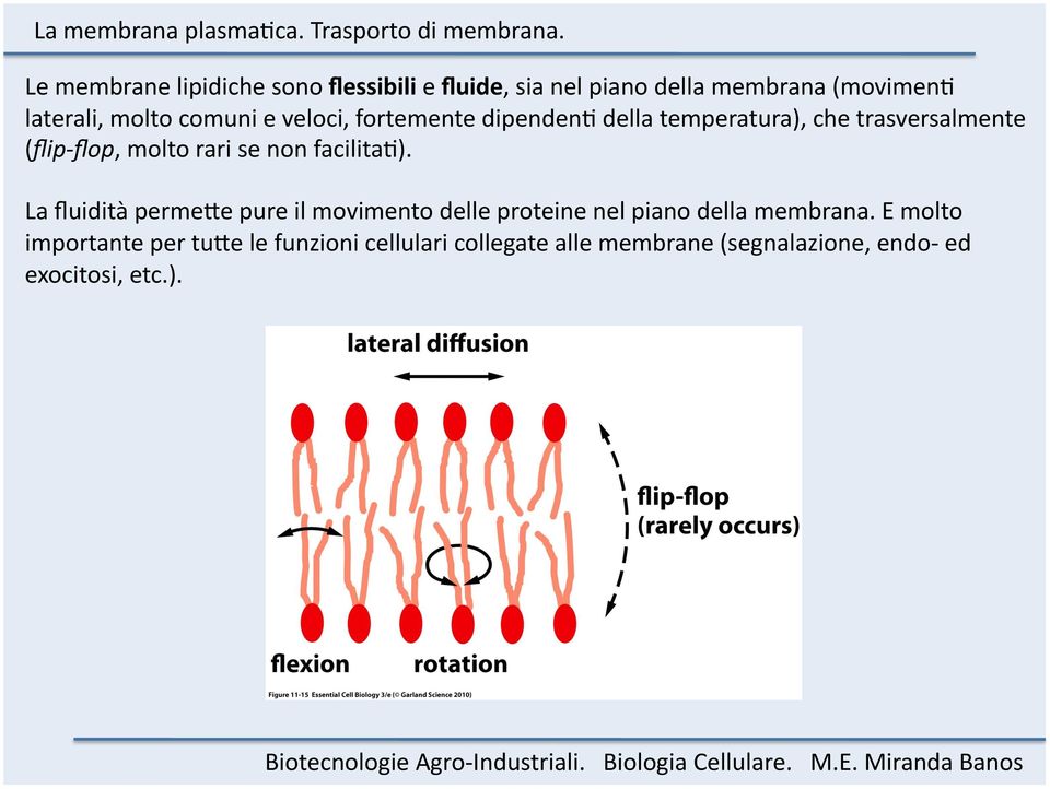 non facilita;). La fluidità perme=e pure il movimento delle proteine nel piano della membrana.