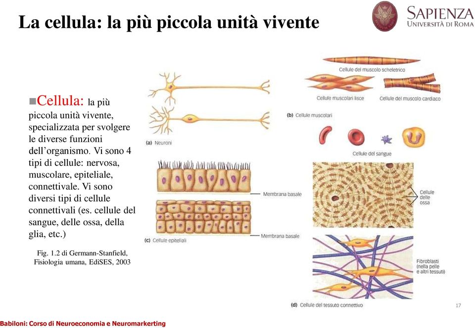 Vi sono 4 tipi di cellule: nervosa, muscolare, epiteliale, connettivale.