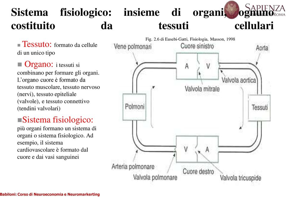 L organo cuore è formato da tessuto muscolare, tessuto nervoso (nervi), tessuto epiteliale (valvole), e tessuto connettivo (tendini